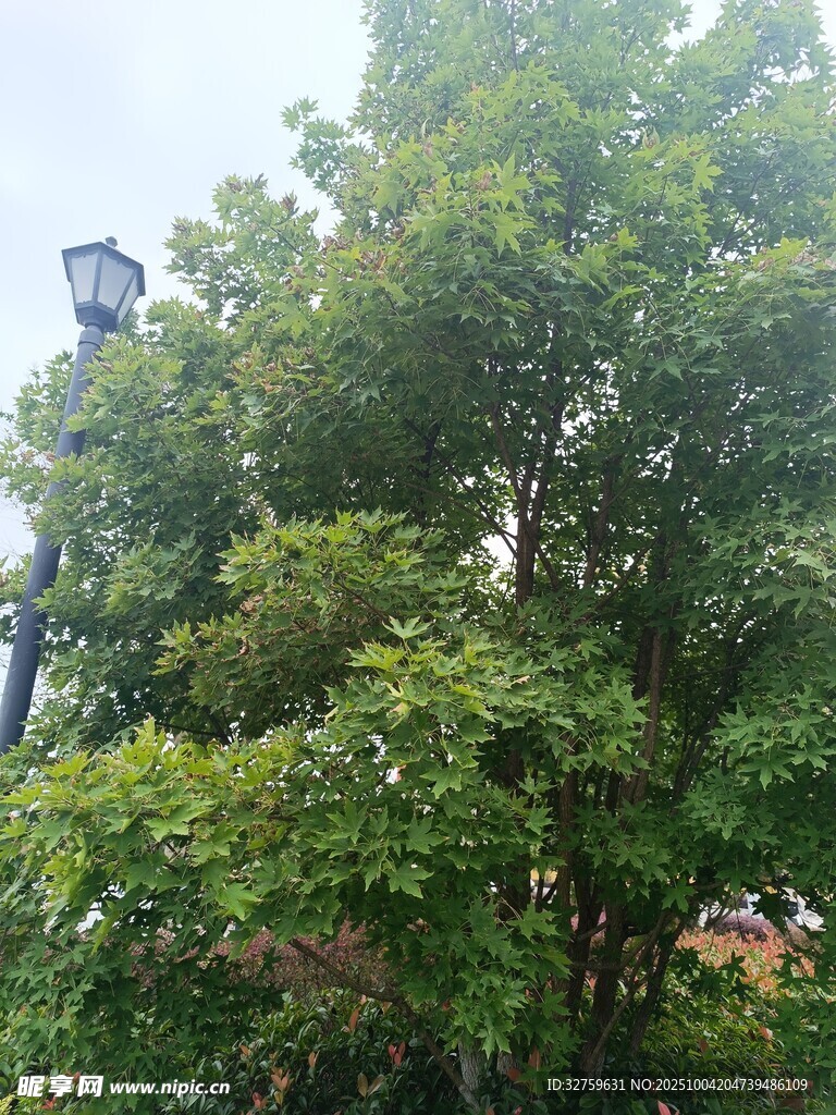 绿叶繁茂的街边树木