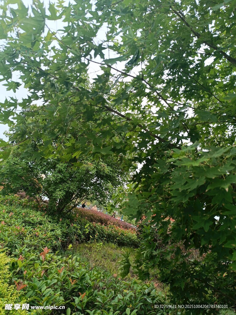 绿意盎然的自然林间景象