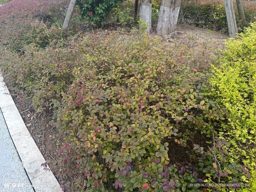 路边多彩灌木丛景观