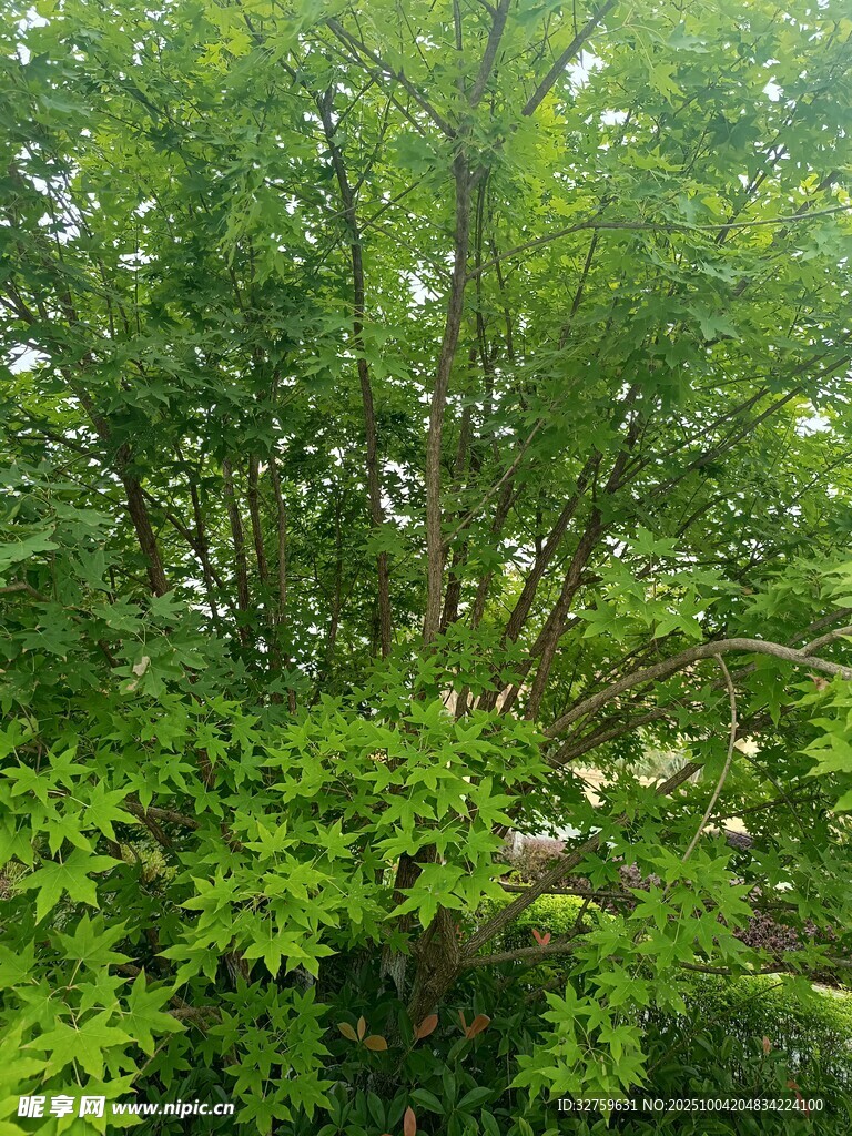 茂密绿意中的繁茂树木