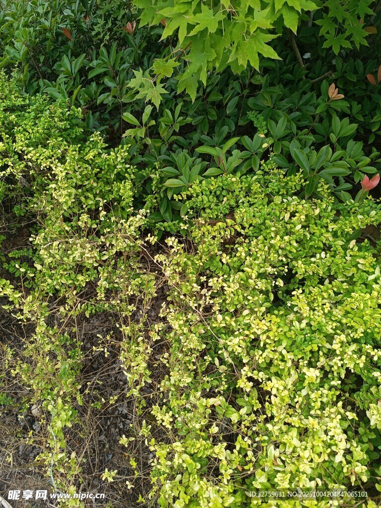 繁茂绿植景观