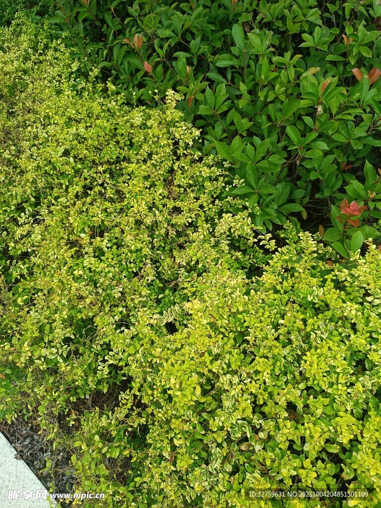 翠绿繁茂的灌木植物