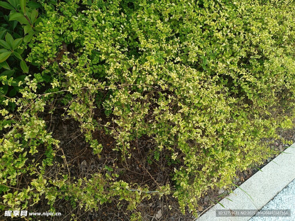 翠绿繁茂的地面绿植景观