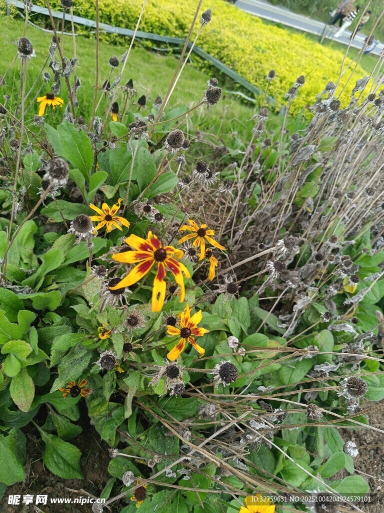 花园中绽放的多彩花卉