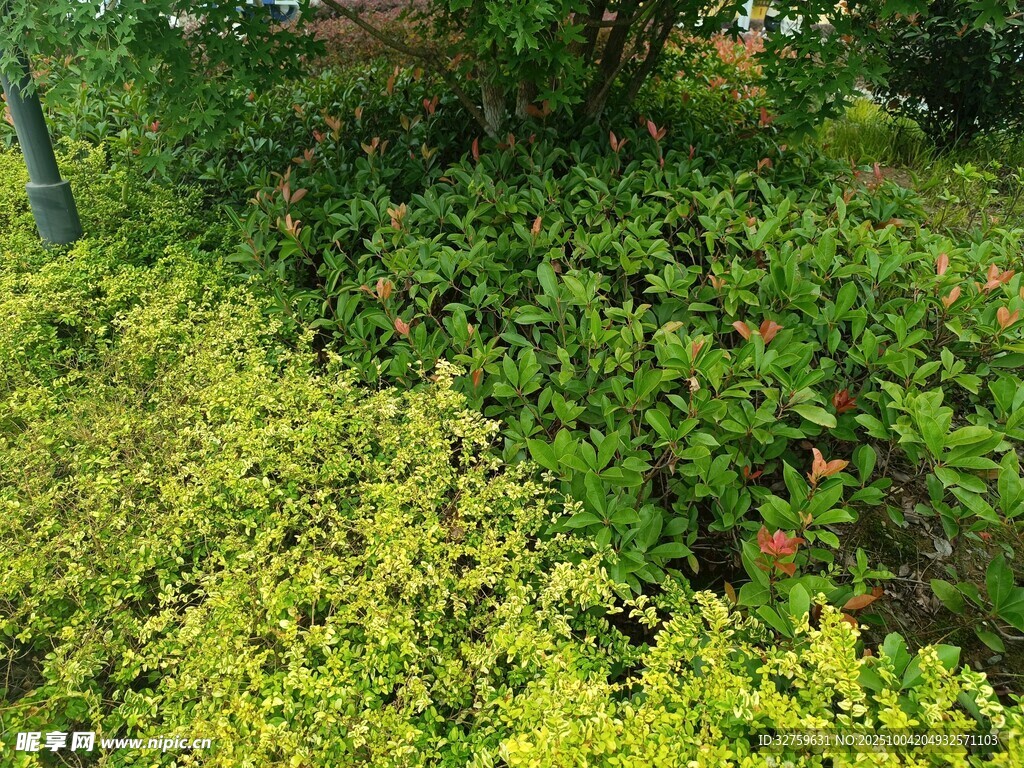 绿意盎然的繁茂植物景观
