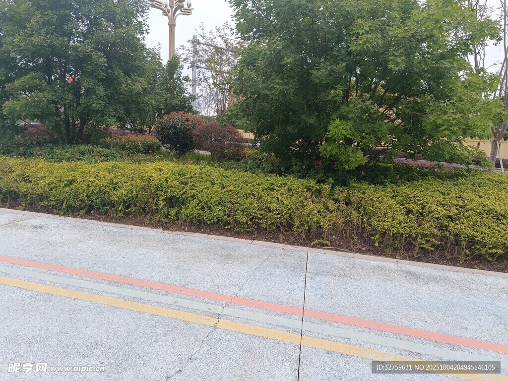 道路旁绿意盎然的景观