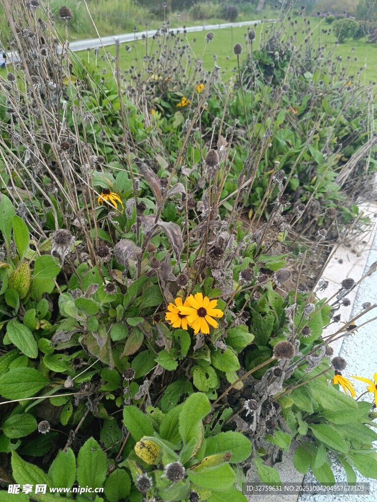 路边绽放的黄色小花