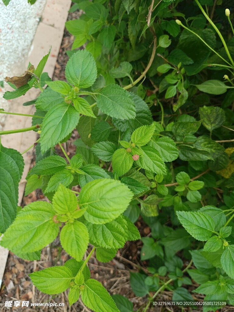 绿叶繁茂的清新植物