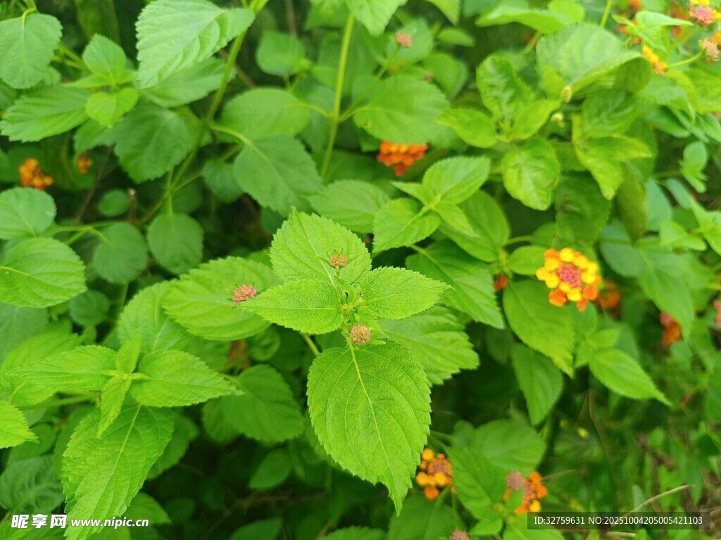 绿叶间的橙色小花