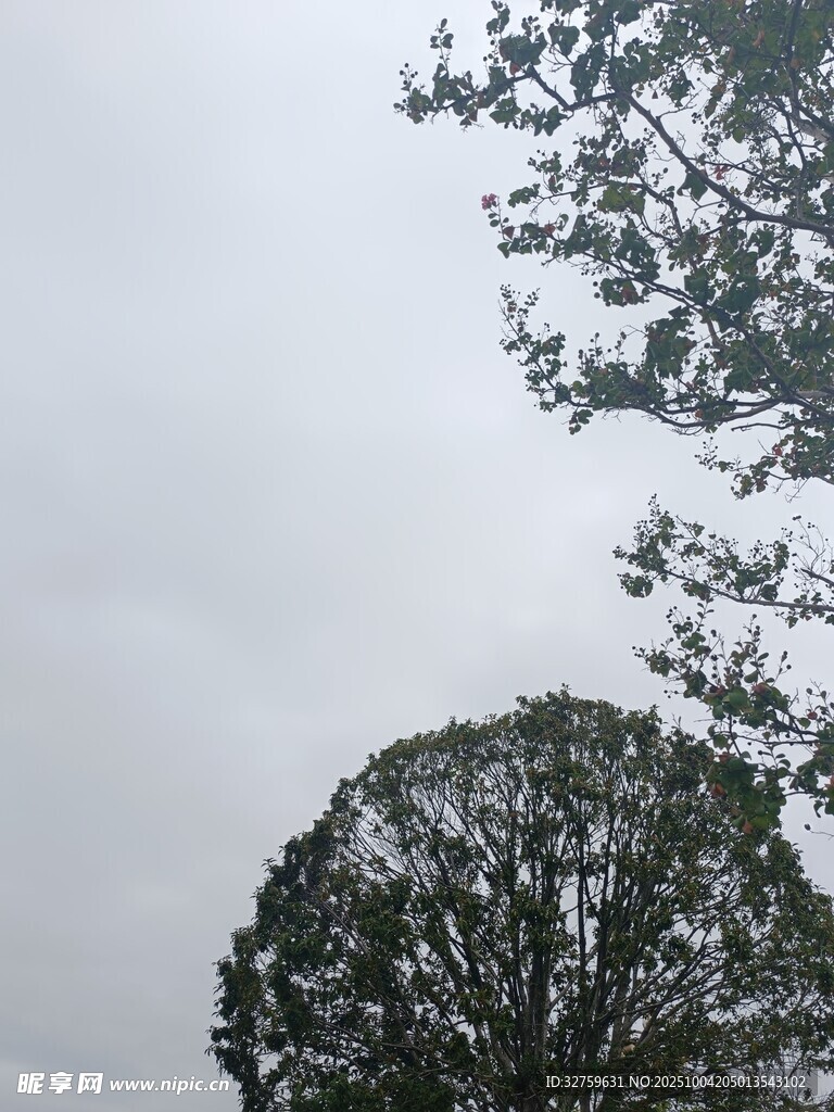 仰视树冠与灰白天空