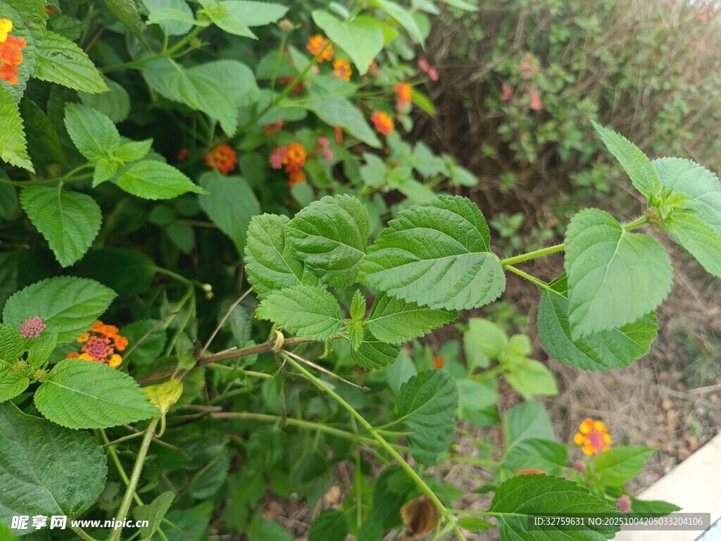 绿叶间绽放的橙红色小花