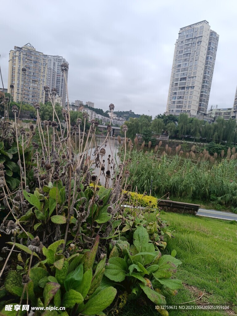 城市绿地中的高楼景观