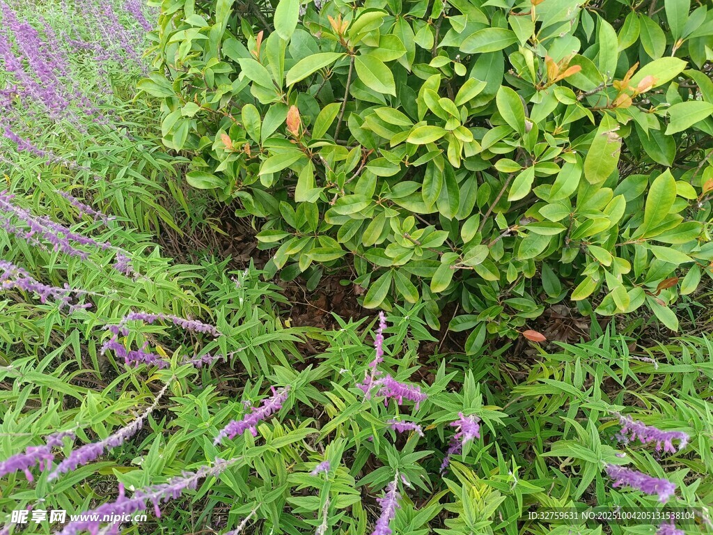 紫色薰衣草旁的绿植景观