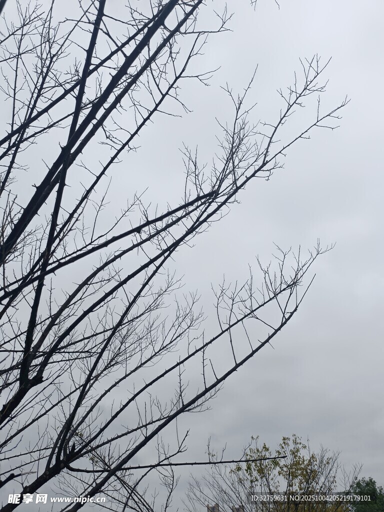 冬日枯树 
