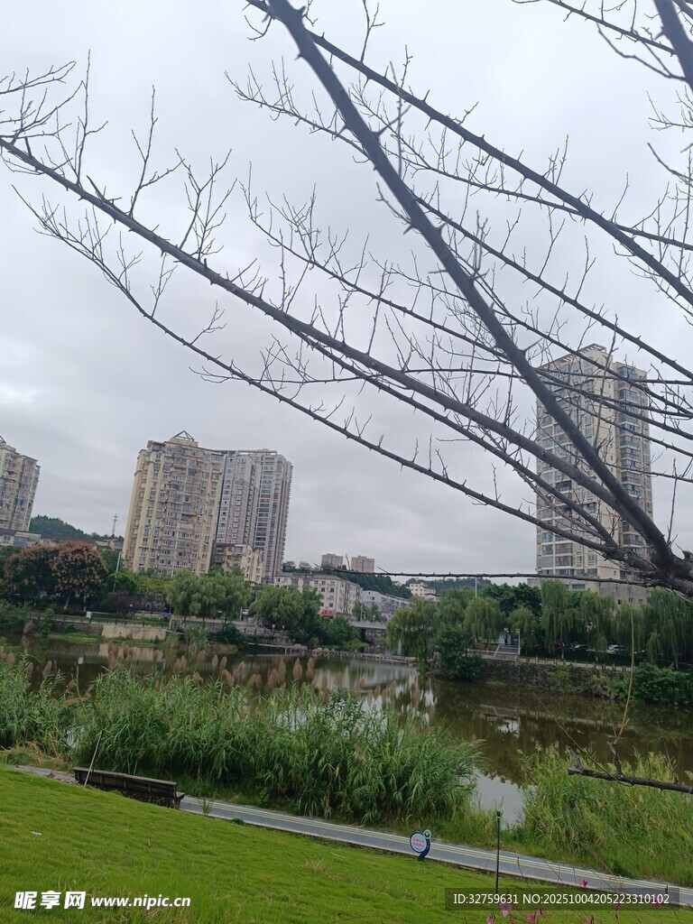 城市公园景观中的枯树