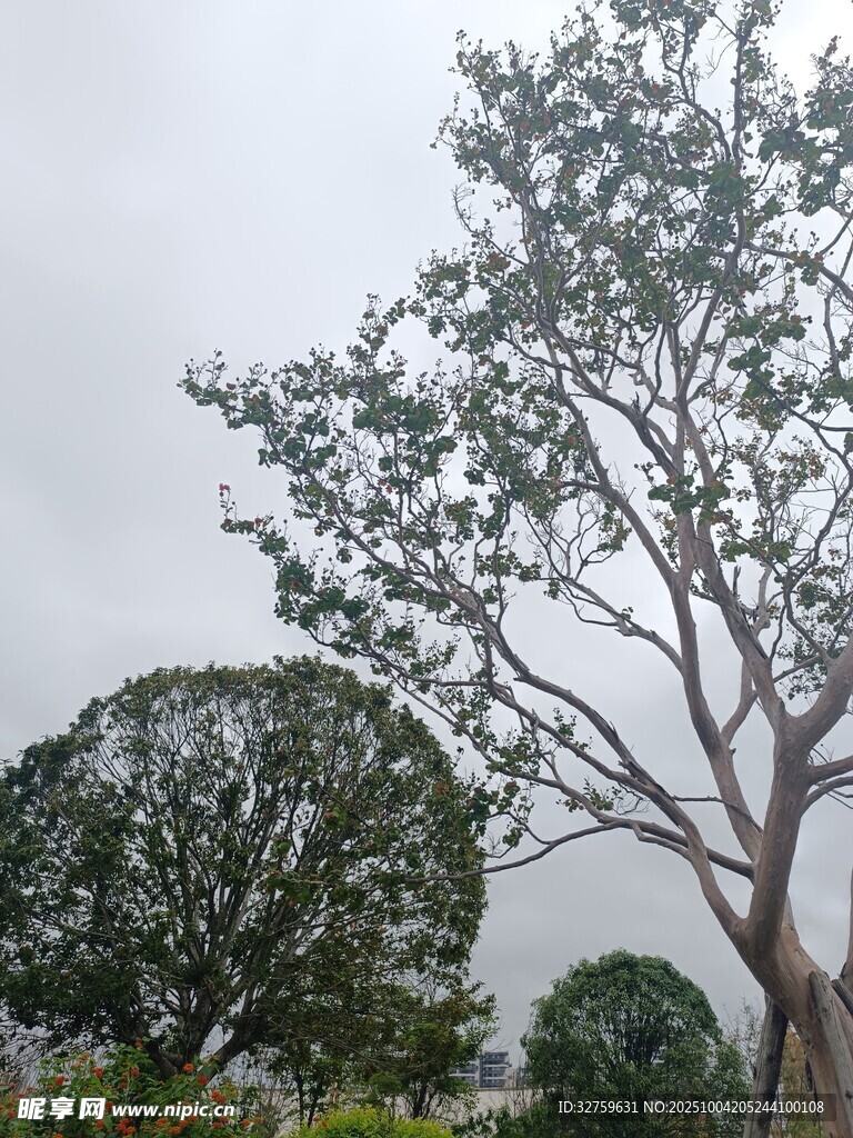挺拔树木与背景绿植景观