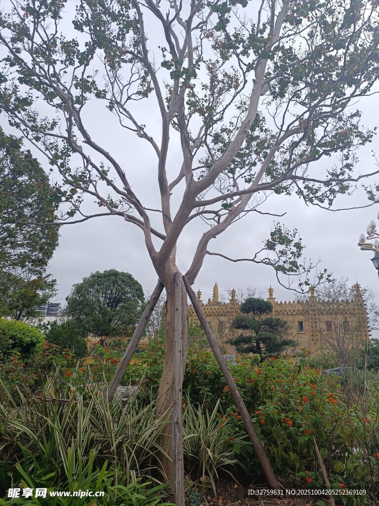 冬日枯树与周边绿植景观