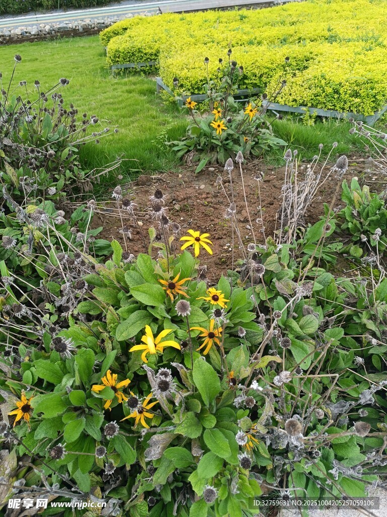 田园间绽放的多彩花卉