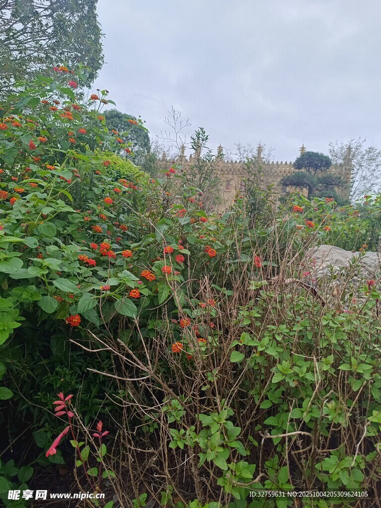 野外繁茂绿植景观