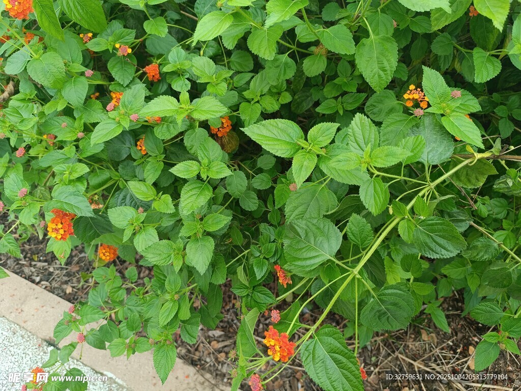 绿叶丛中的橙红小花