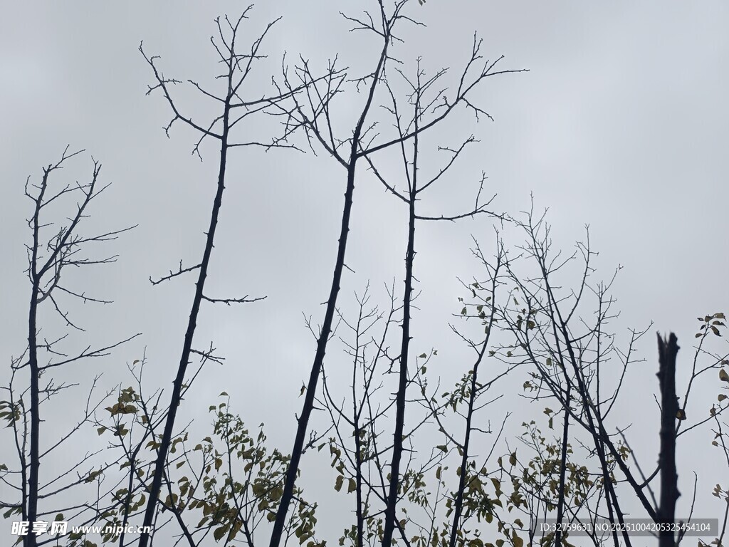 枯树挺立的萧瑟景象