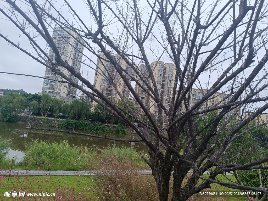 冬日枯树与远处建筑景观