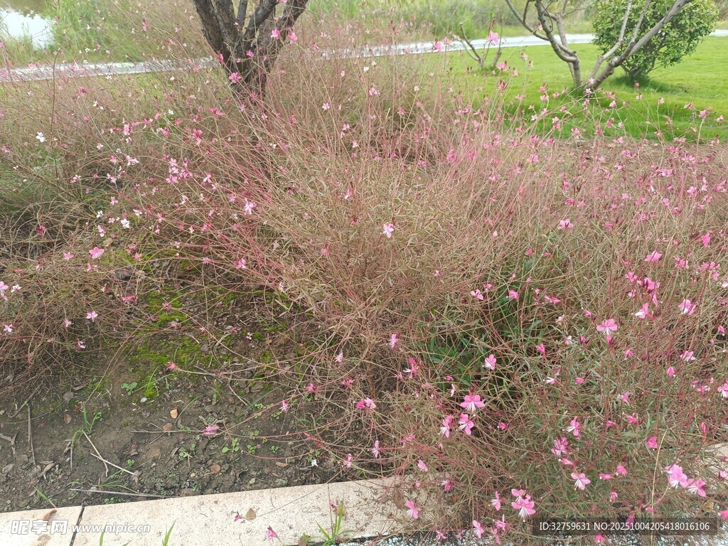 路边粉色小花丛景观