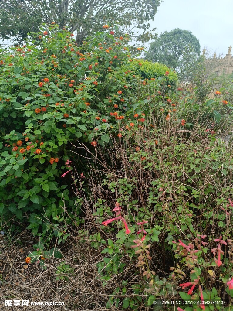 野外繁茂的绿植景观