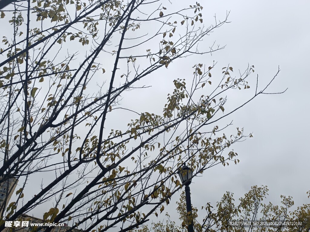 枝头挂雪的萧瑟树木