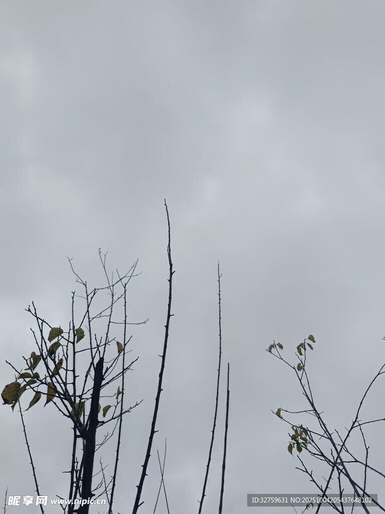 枯枝干草映衬阴沉天空