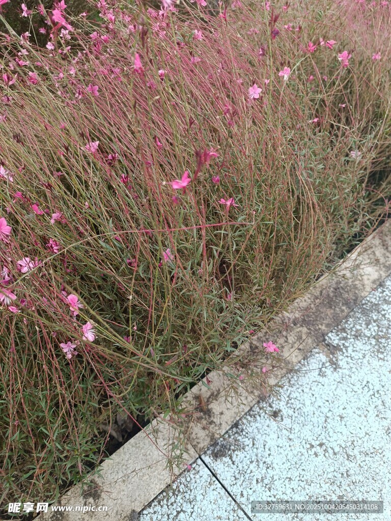 路边粉色野花绽放