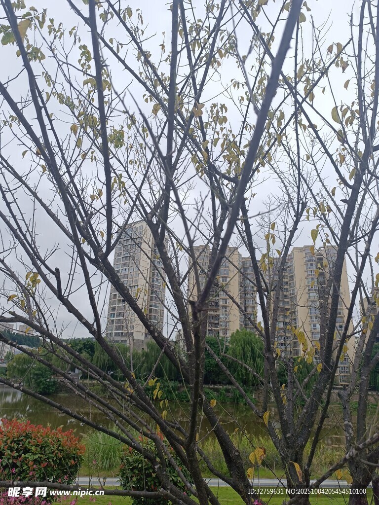 雾中树木与远处建筑景观
