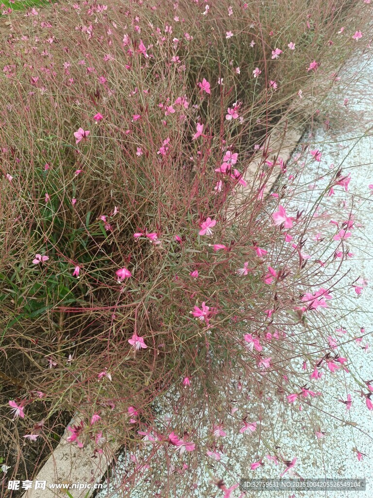 路边粉色小花绽放