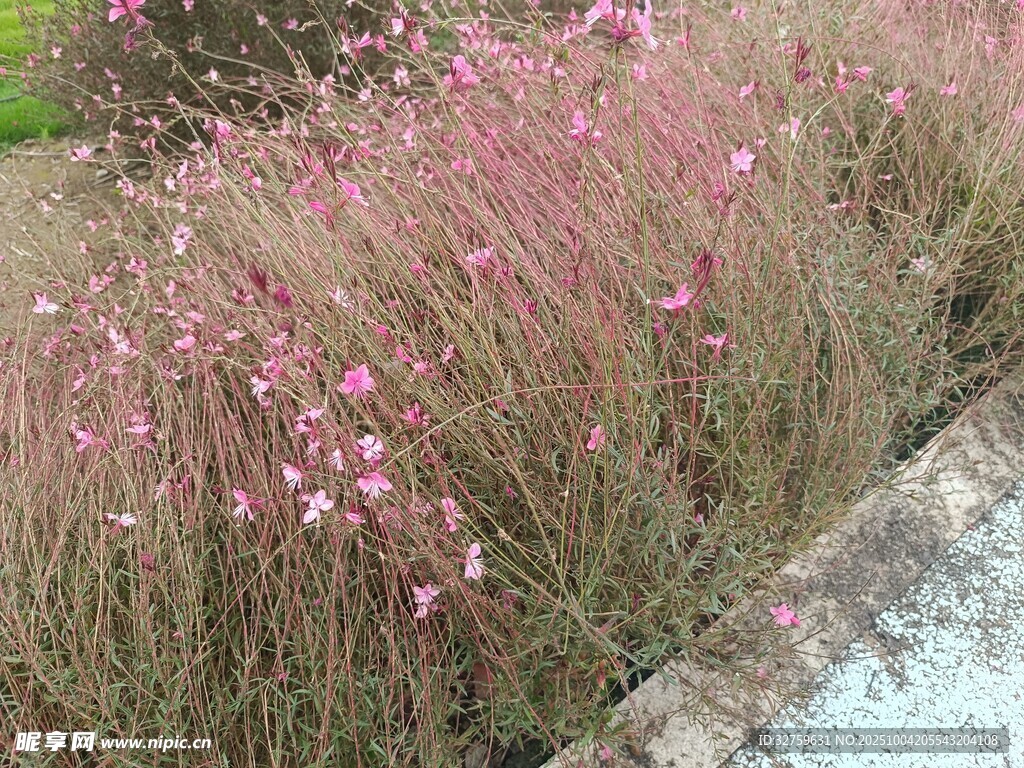 粉色花丛