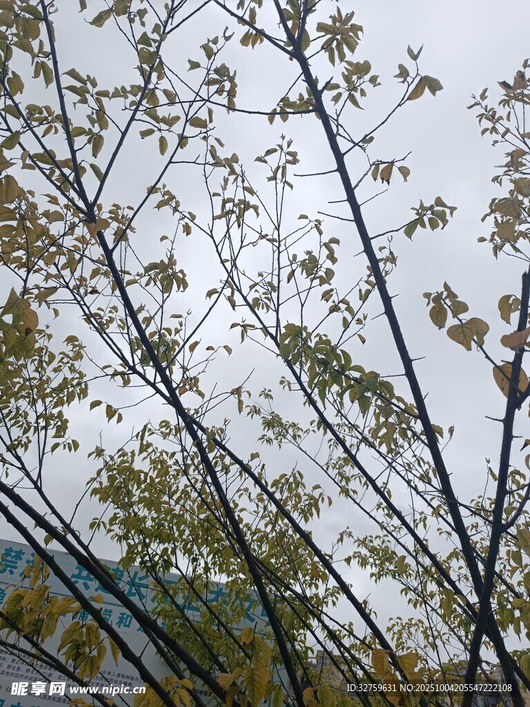 秋日枝头树叶景致