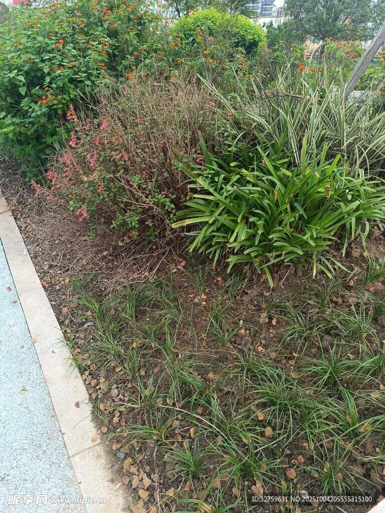 路边多样绿植景观