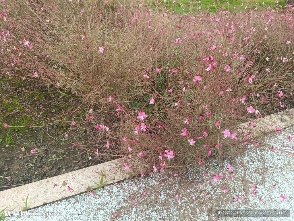粉色小花丛