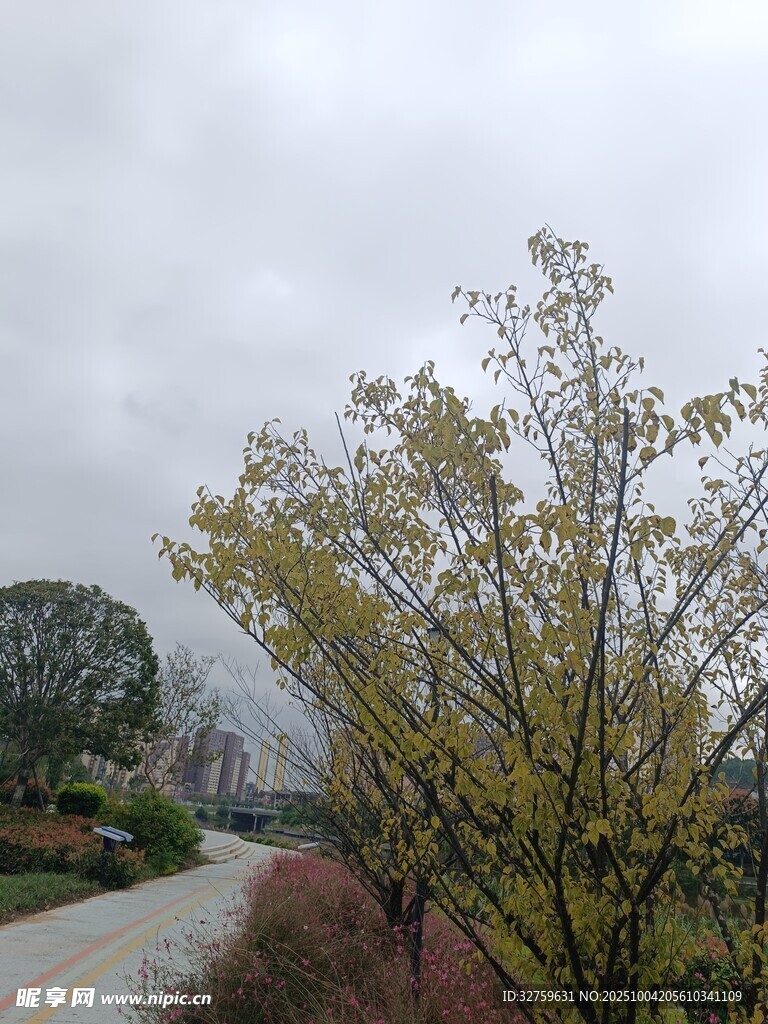 乡村路旁的树木与景致