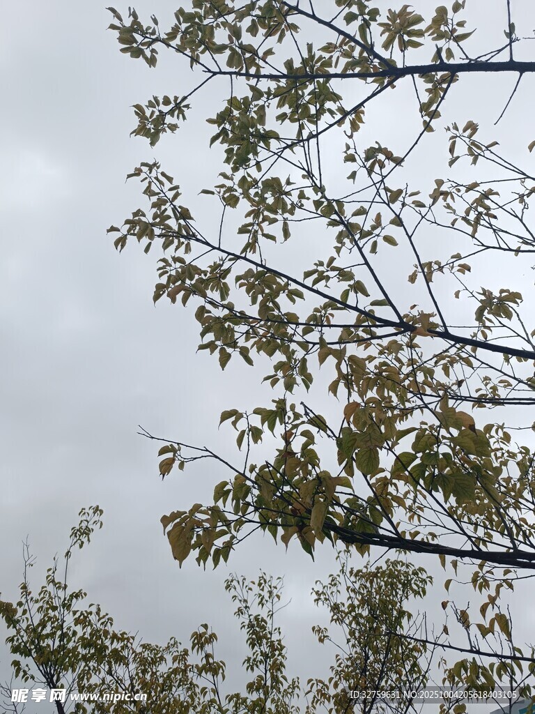 枝头新叶映灰蒙天空