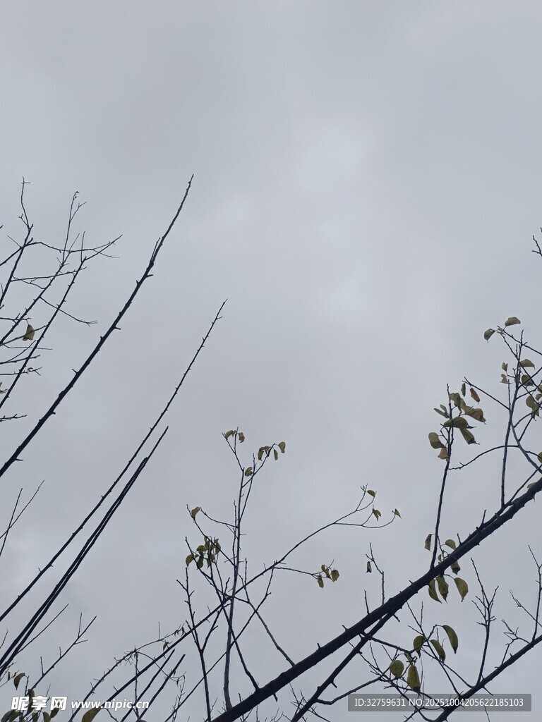 枯枝伸向灰白天空