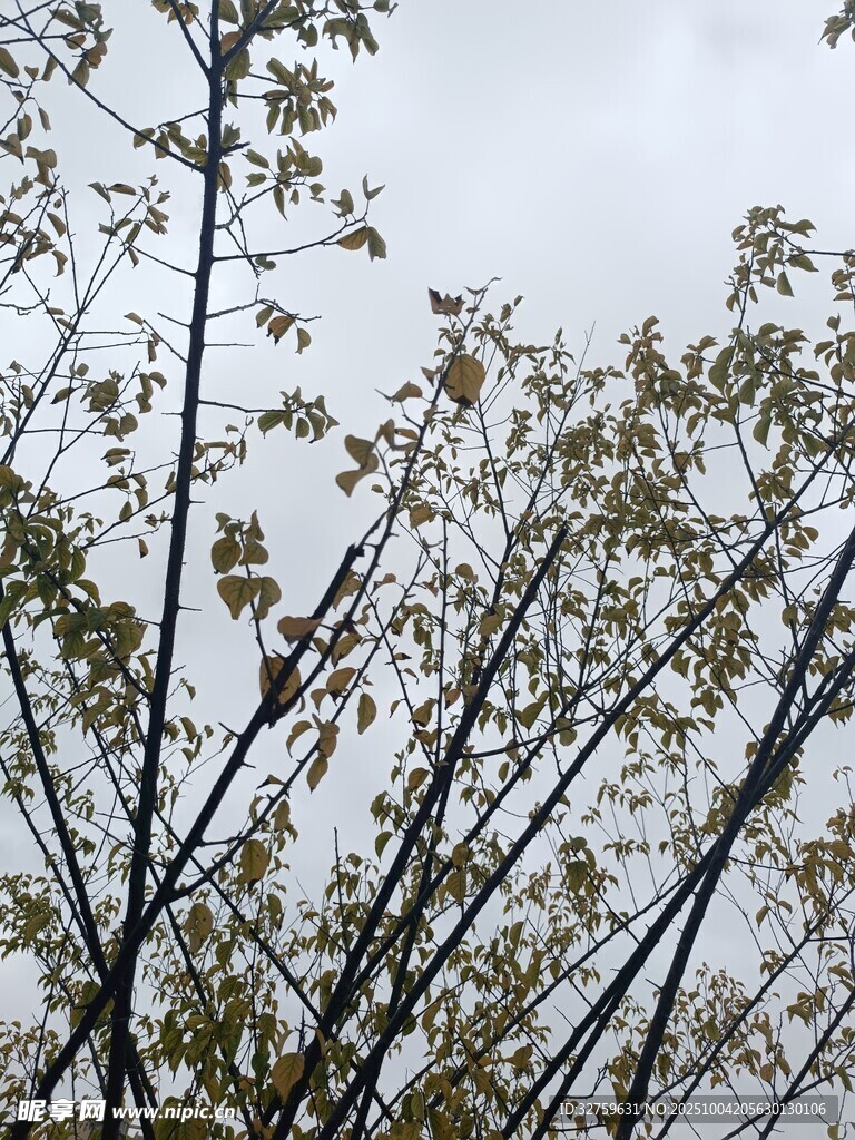 秋日树梢 