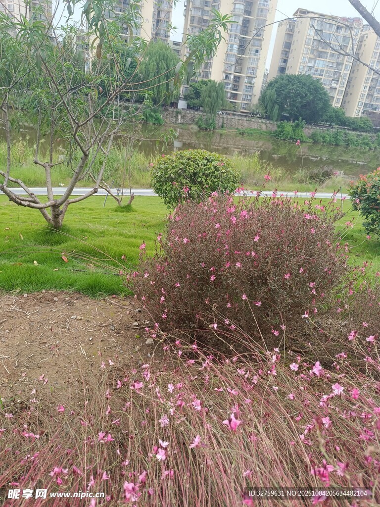 城市花园中的多彩植物景观