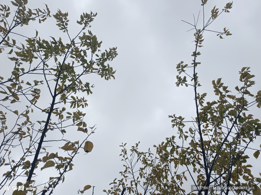 仰视视角下的繁茂树枝