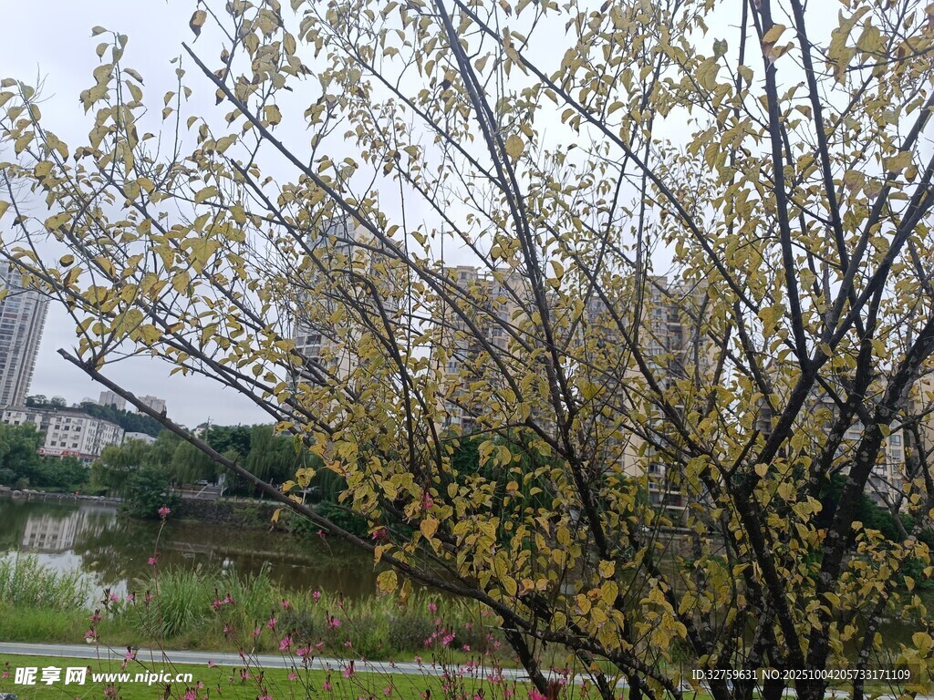 秋日公园树木景致