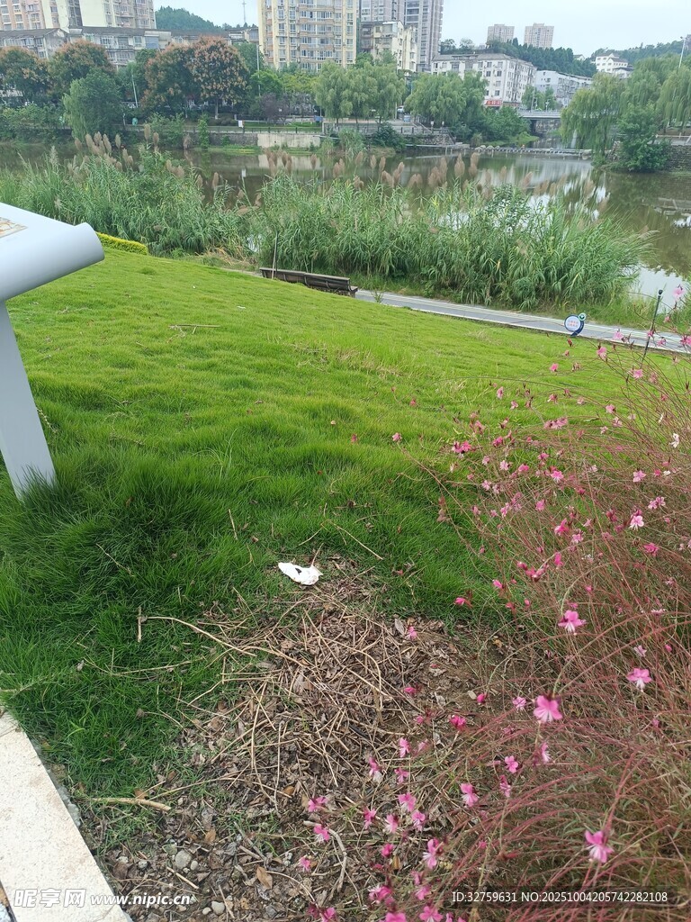 城市绿地中的花草景致