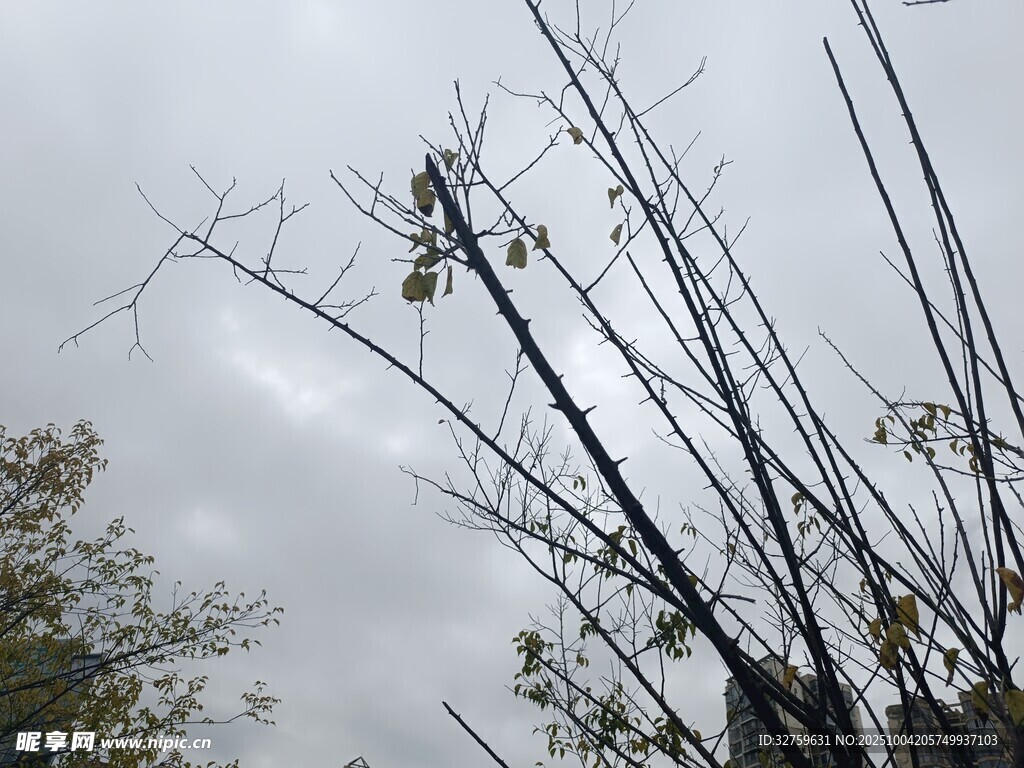 枯枝在灰白天空下的景象