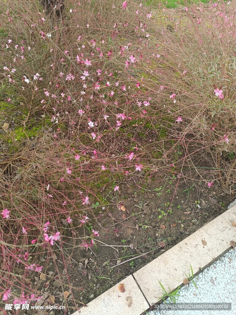 水边绽放的粉色烂漫小花