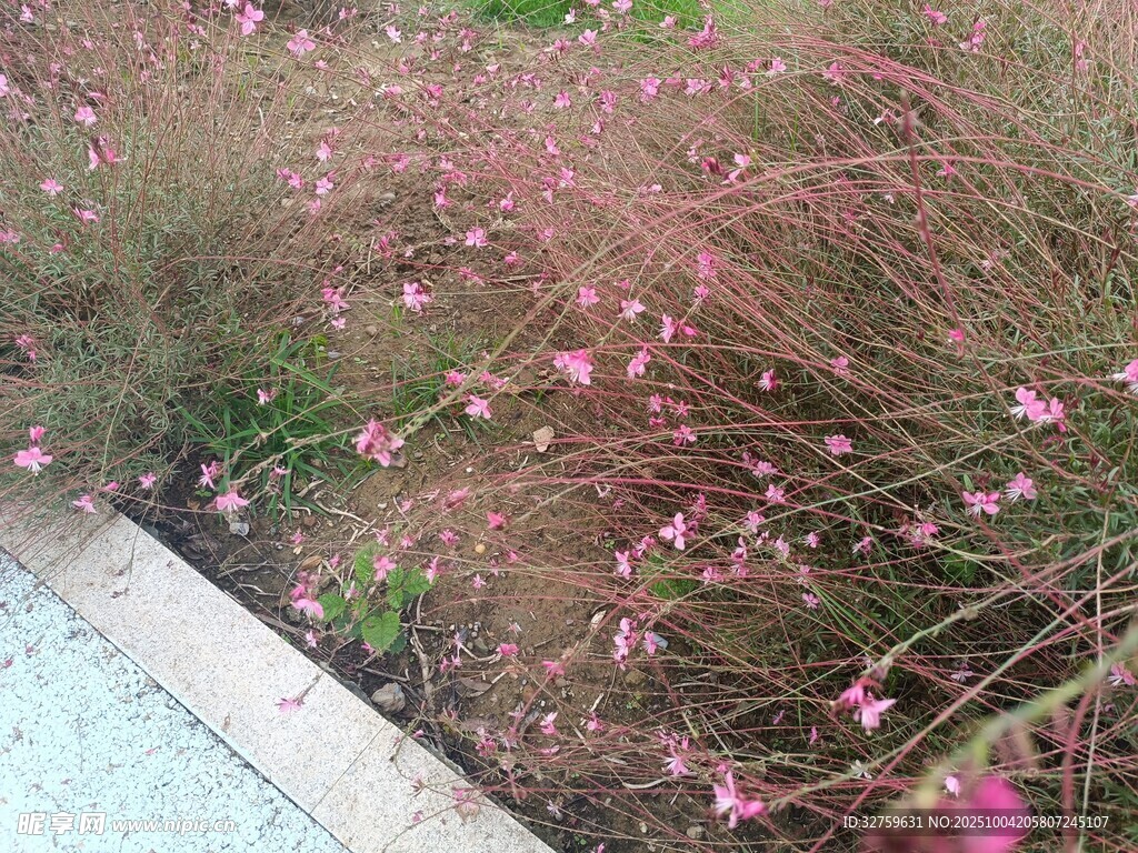 路边粉花与草的自然景致