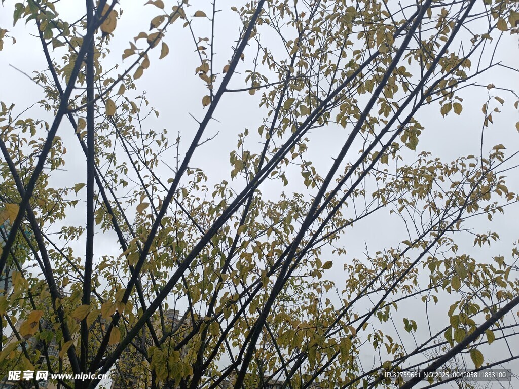 秋日树枝与稀疏树叶