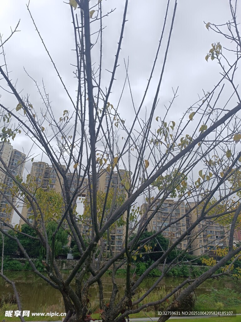 户外树木与远处建筑景观